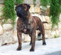 Bulmastif bullmastif bullmastiff bulmastiv