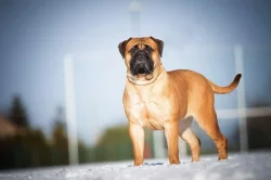 Bulmastif bullmastif bullmastiff bulmastiv
