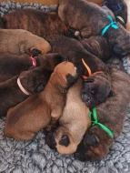 Bulmastif bullmastif bullmastiff bulmastiv
