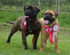 Bulmastif bullmastif bullmastiff bulmastiv