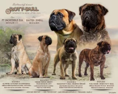 Bulmastif bullmastif bullmastiff bulmastiv