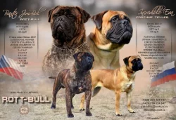 Bulmastif bullmastif bullmastiff bulmastiv