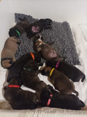 Bulmastif bullmastif bullmastiff bulmastiv