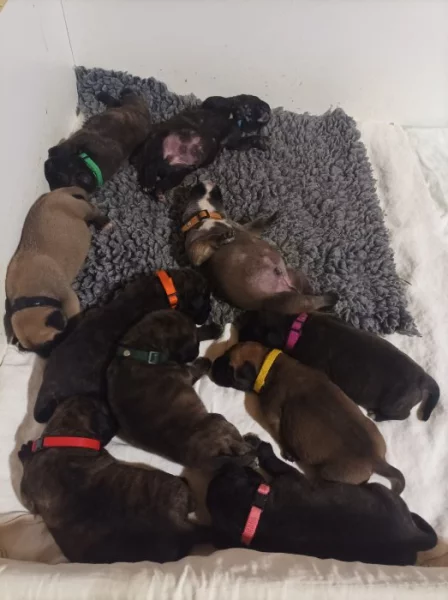 Bulmastif bullmastif bullmastiff bulmastiv