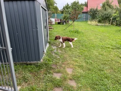 Malý münsterlandský ohař