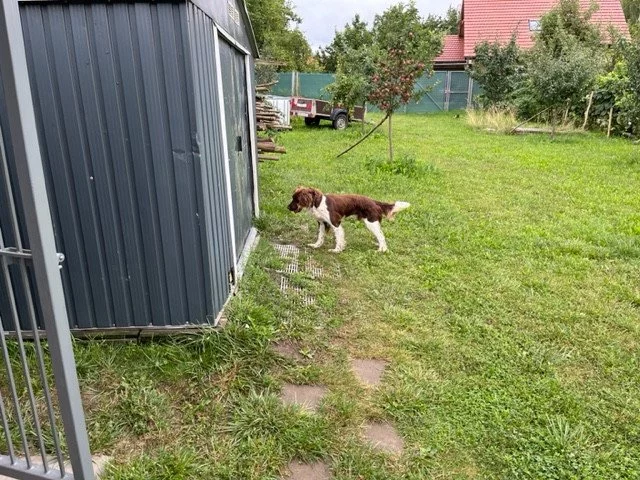 Malý münsterlandský ohař