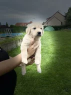 Prodám štěňata - Zlatý retrívr