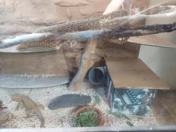 Terarium + 2 agamy vousaté