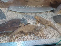 Terarium + 2 agamy vousaté