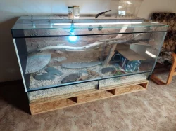 Terarium + 2 agamy vousaté