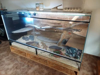 Terarium + 2 agamy vousaté