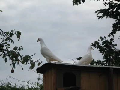 Poštovní bílí
