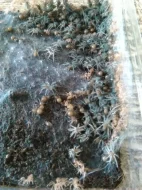 Chilobrachys sp.electric blue