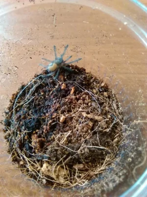 Chilobrachys sp.electric blue
