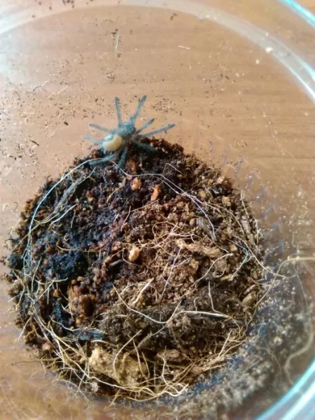 Chilobrachys sp.electric blue