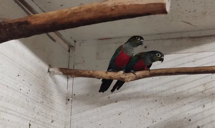 Pyrura červenobřichý- perlata