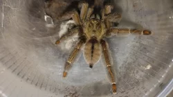 Psalmopoeus Cambridgei , Ephebopus Rufescens