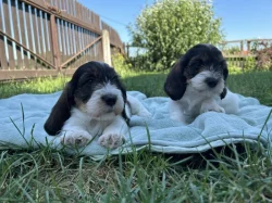 štěňata Malý hrubosrstý vendéeský basset