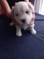 Coton de Tuléar