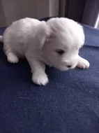 Coton de Tuléar