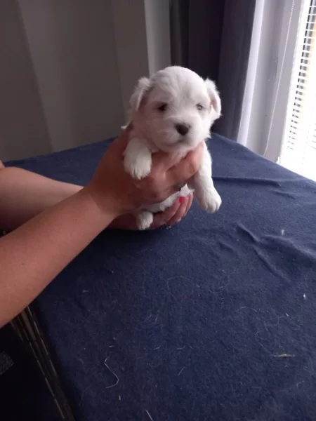 Coton de Tuléar