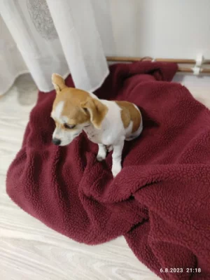 Jack Russell - čivava
