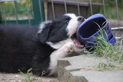 Border collie štěně s PP