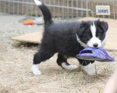Border collie štěně s PP