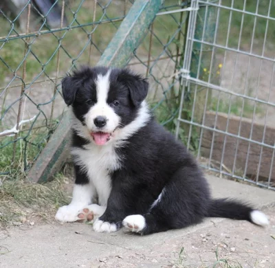 Border collie štěně s PP