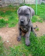 Cane Corso