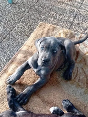 Cane Corso