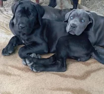 Cane Corso