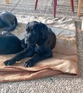 Cane Corso