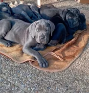 Cane Corso