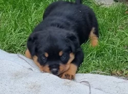 Rottweiler s PP
