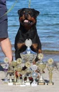 Rottweiler s PP