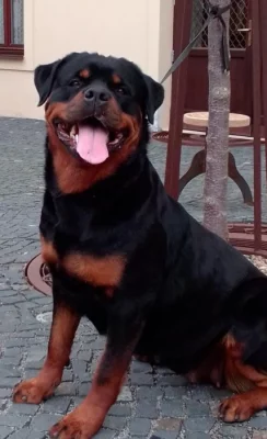 Rottweiler s PP