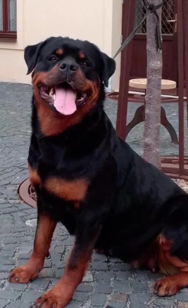 Rottweiler s PP