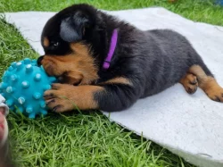 Rottweiler s PP