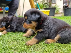 Rottweiler s PP