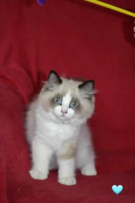 Ragdoll koťátka s PP