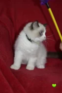 Ragdoll koťátka s PP