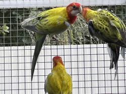 Rosela pestrá GOLDEN GOLD a štěpitelné