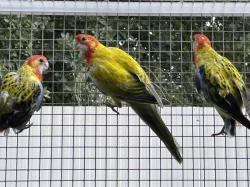 Rosela pestrá GOLDEN GOLD a štěpitelné