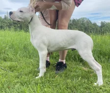 Prodám pejska Argentinské dogy