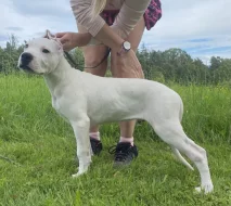 Prodám pejska Argentinské dogy