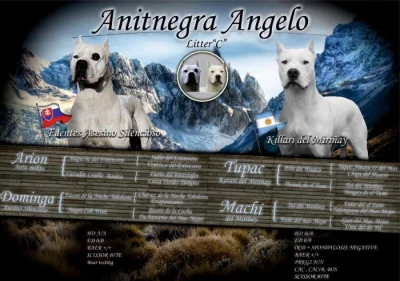 Prodám pejska Argentinské dogy