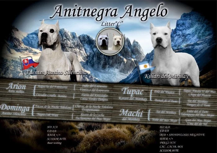 Prodám pejska Argentinské dogy