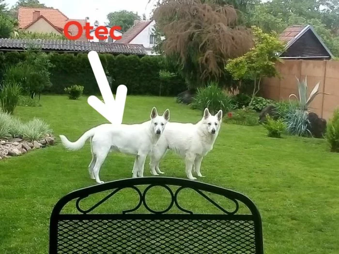 Bílý švýcarský ovčák