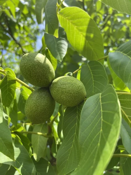 Vlašské ořechy - sklizeň 2023